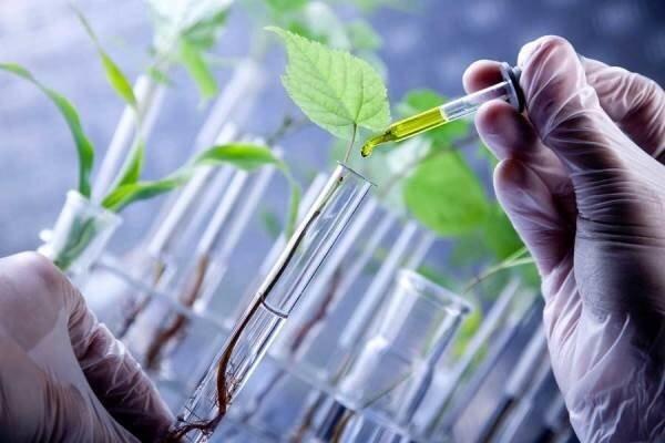 انتخاب 32 گیاه برای فراوری داروهای گیاهی در دانشگاه آزاد