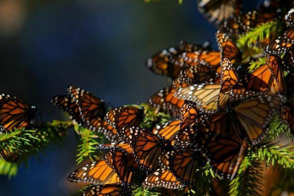 مهاجرت پروانه های شهریار، شگفت انگیزترین سفر جهان