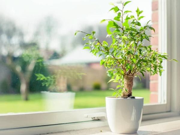 11 راه حل طلایی نگهداری گل و گیاه در تابستان برای محافظت از آن ها
