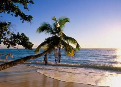 ساحل درختان نارگیل ؛ یکی از مجذوب کننده ترین سواحل جزیره کیش