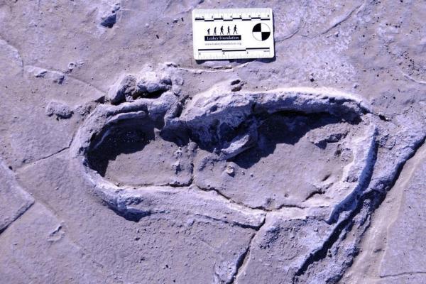 7 کشف پربیننده باستانی 7 روز گذشته؛ غول 125 هزار ساله پیدا شد!