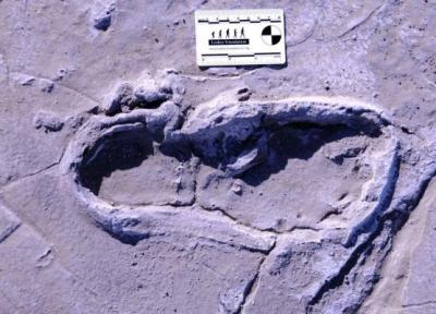 7 کشف پربیننده باستانی 7 روز گذشته؛ غول 125 هزار ساله پیدا شد!