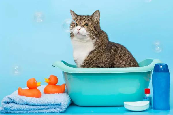 بایدها و نبایدهای حمام گربه ، بهترین جایگزین شامپوی گربه چیست؟