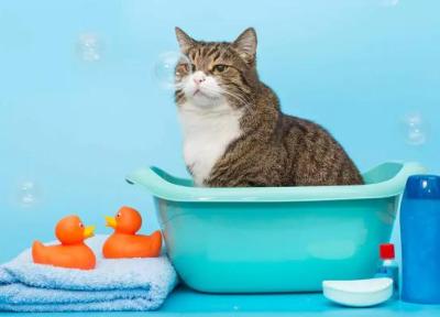 بایدها و نبایدهای حمام گربه ، بهترین جایگزین شامپوی گربه چیست؟