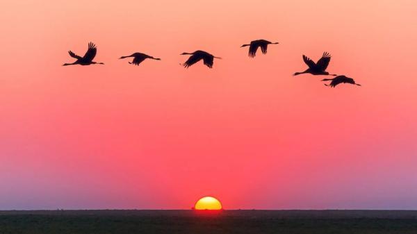 پرندگان هنگام پرواز بر فراز اقیانوس کجا استراحت می کنند؟