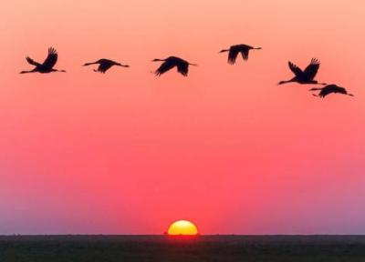پرندگان هنگام پرواز بر فراز اقیانوس کجا استراحت می کنند؟